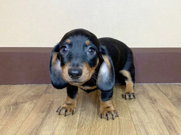 Dachshund DOG Female Black tan 840 Petland Grove City