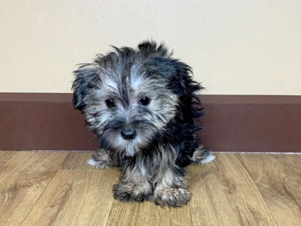 Morkie DOG Male BLK TAN 836 Petland Grove City & Columbus, Ohio