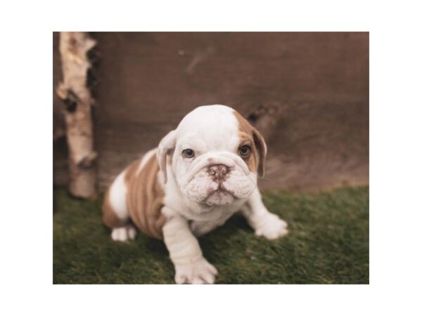 Bulldog-DOG-Female-Red / White-844-Petland Grove City & Columbus, Ohio