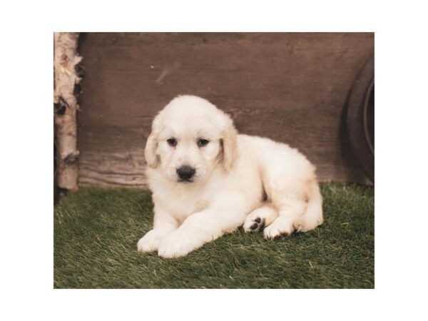 Golden Retriever DOG Female Golden 846 Petland Grove City & Columbus, Ohio