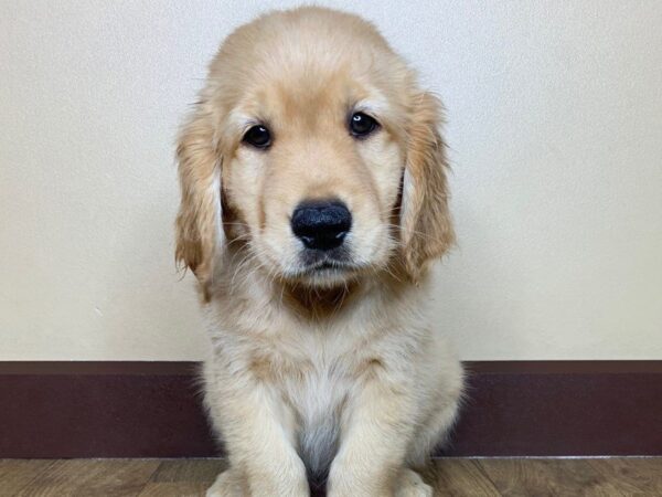 Golden Retriever DOG Male Golden 845 Petland Grove City & Columbus, Ohio