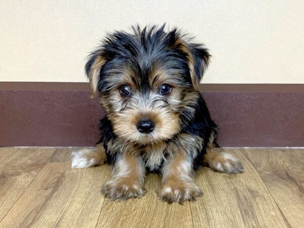 Yorkshire Terrier DOG Male BLK TAN 851 Petland Grove City & Columbus, Ohio