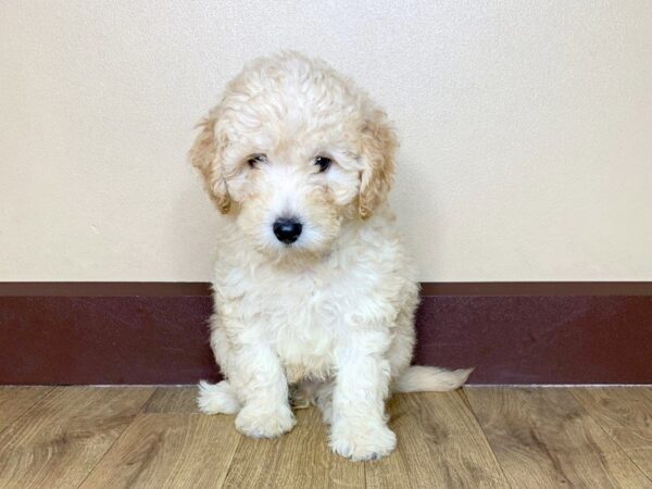 F2 MINI GOLDENDOODLE DOG Male Golden 849 Petland Grove City & Columbus, Ohio