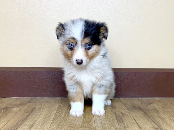 Toy Aussie DOG Male Blue Merle 850 Petland Grove City & Columbus, Ohio