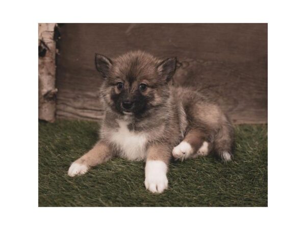 Pomsky DOG Female Red Sable 852 Petland Grove City & Columbus, Ohio