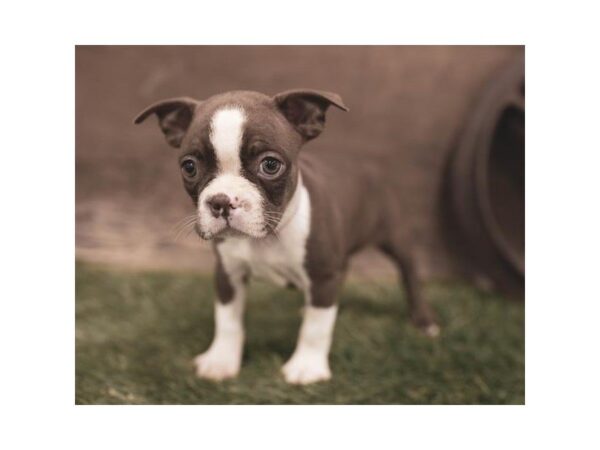 Boston Terrier DOG Female Seal / White 853 Petland Grove City & Columbus, Ohio