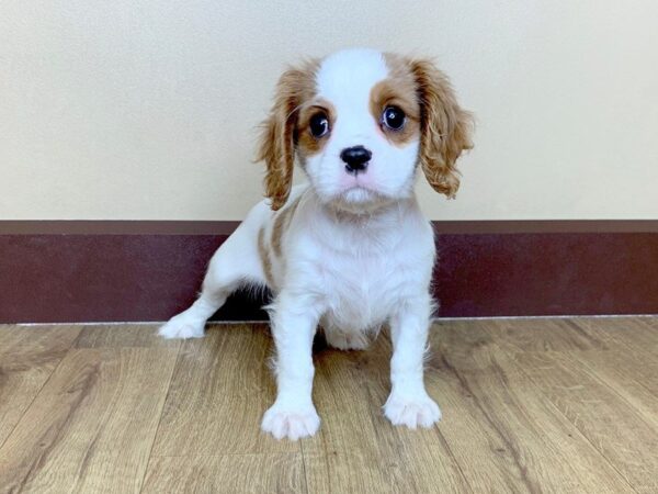 Cavalier King Charles Spaniel-DOG-Female-Blenheim-858-Petland Grove City