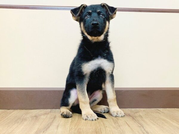 German Shepherd DOG Female Black  Brown 857 Petland Grove City