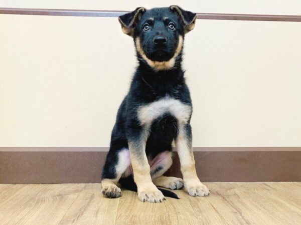 German Shepherd DOG Female Black  Brown 857 Petland Grove City & Columbus, Ohio