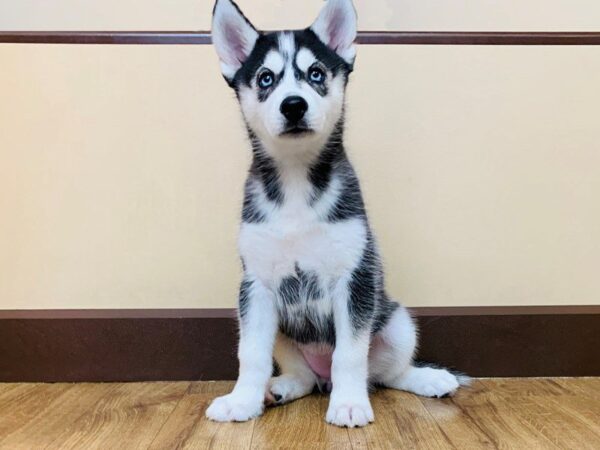 Siberian Husky DOG Female Black White 856 Petland Grove City & Columbus, Ohio