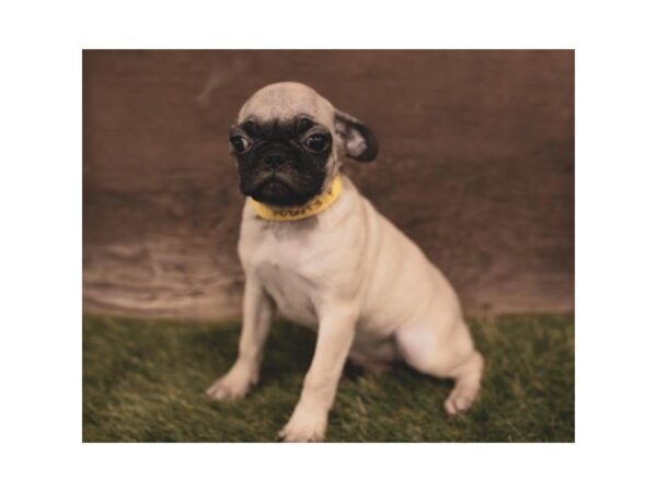 Pug-DOG-Female-Fawn-861-Petland Grove City & Columbus, Ohio