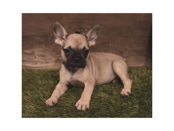 French Bulldog DOG Female Fawn 863 Petland Grove City & Columbus, Ohio