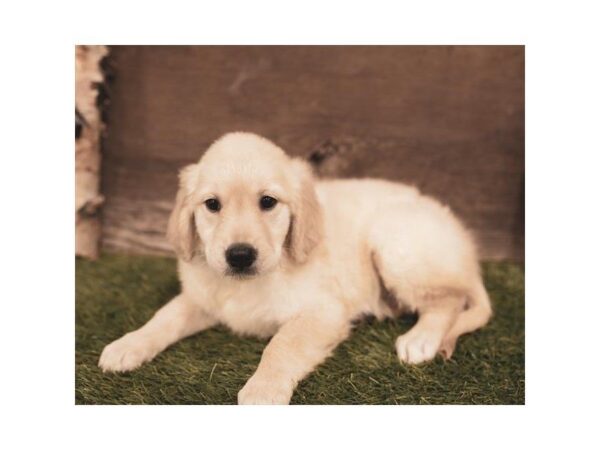 Golden Retriever-DOG-Female-Light Golden-864-Petland Grove City & Columbus, Ohio
