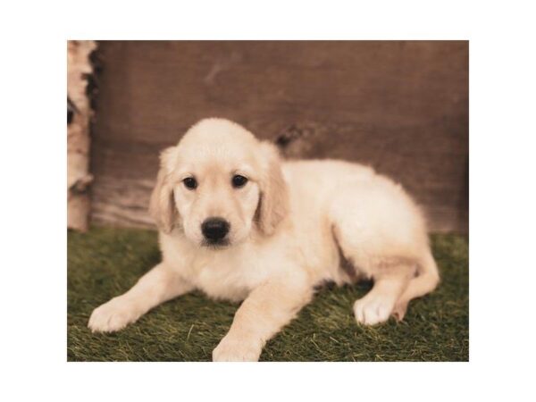 Golden Retriever DOG Female Light Golden 864 Petland Grove City & Columbus, Ohio