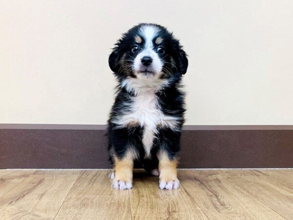 Mini Aussie DOG Male BLK TRI 867 Petland Grove City & Columbus, Ohio