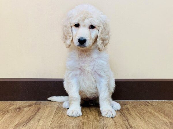 Goldendoodle DOG Female Golden 866 Petland Grove City & Columbus, Ohio