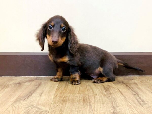 Dachshund-DOG-Male-CHOC TAN-855-Petland Grove City & Columbus, Ohio
