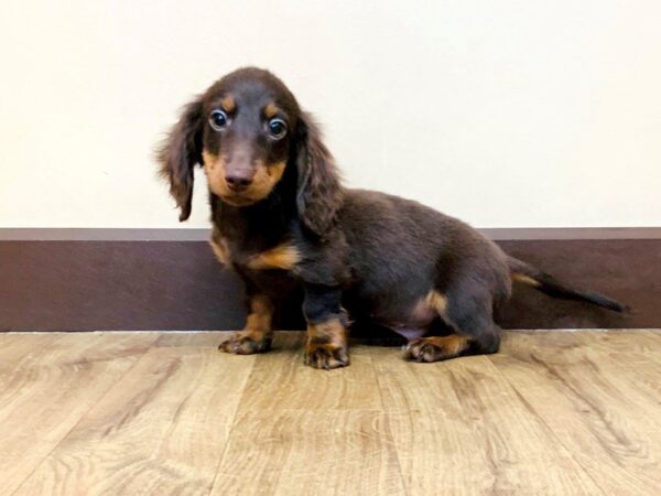 Dachshund DOG Male CHOC TAN 855 Petland Grove City & Columbus, Ohio