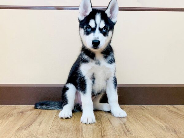 Siberian Husky DOG Female Black & White 865 Petland Grove City & Columbus, Ohio