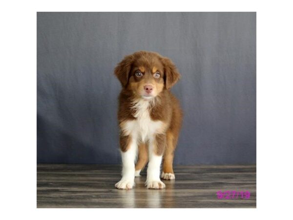 Australian Shepherd DOG Female Red 868 Petland Grove City & Columbus, Ohio