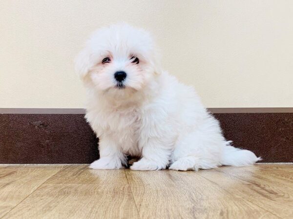 Mal Shih-DOG-Female-WHITE-875-Petland Grove City & Columbus, Ohio