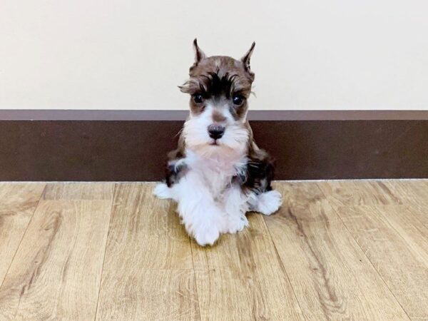 Miniature Schnauzer DOG Female LIVER 871 Petland Grove City & Columbus, Ohio