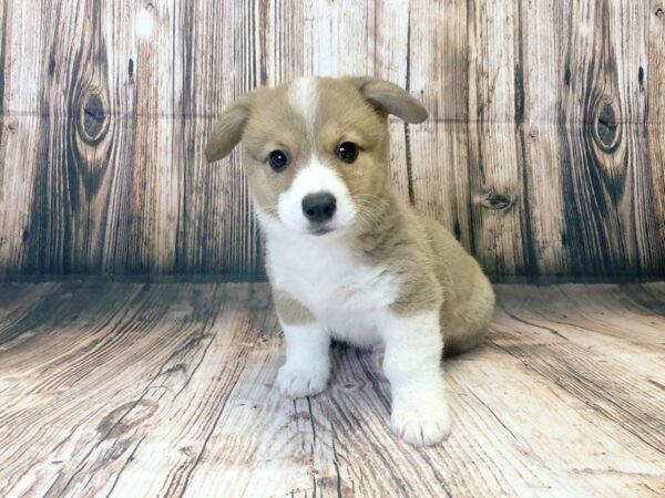 Pembroke Welsh Corgi DOG Male SABLE WHITE 881 Petland Grove City & Columbus, Ohio