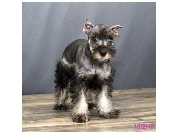 Miniature Schnauzer DOG Female Black / Silver 877 Petland Grove City & Columbus, Ohio