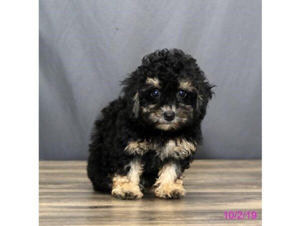 Poodle DOG Female Black / Tan 878 Petland Grove City & Columbus, Ohio