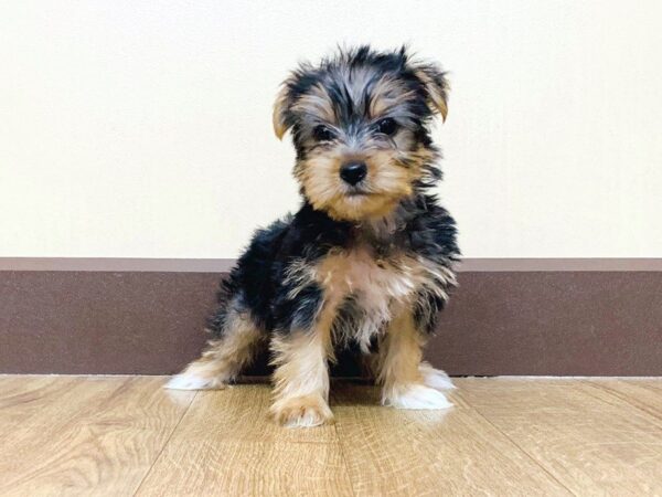 Yorkshire Terrier DOG Female black tan 880 Petland Grove City & Columbus, Ohio