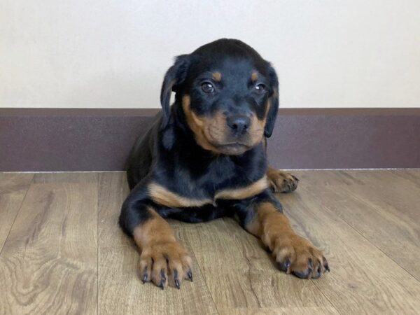 Rottweiler-DOG-Female-Black Tan-885-Petland Grove City