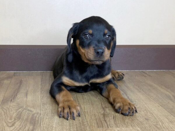 Rottweiler-DOG-Female-Black Tan-885-Petland Grove City & Columbus, Ohio