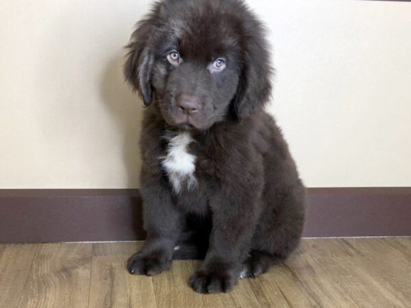 Newfoundland DOG Male Brown 884 Petland Grove City & Columbus, Ohio