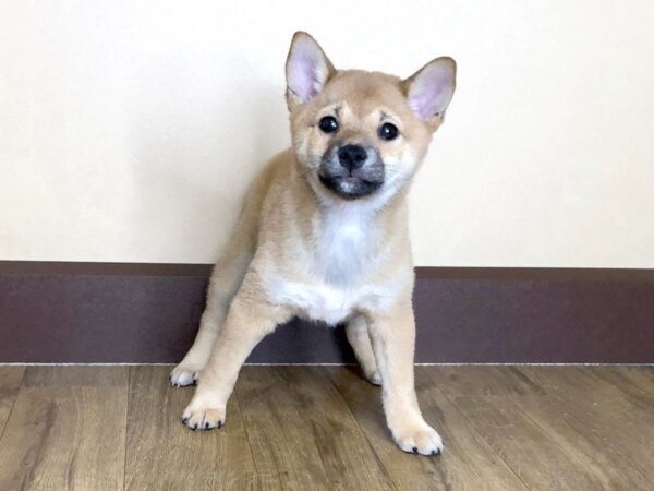 Shiba Inu DOG Female RED 883 Petland Grove City & Columbus, Ohio