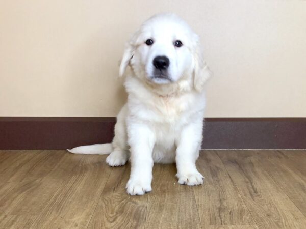 Golden Retriever DOG Male Cream 882 Petland Grove City & Columbus, Ohio