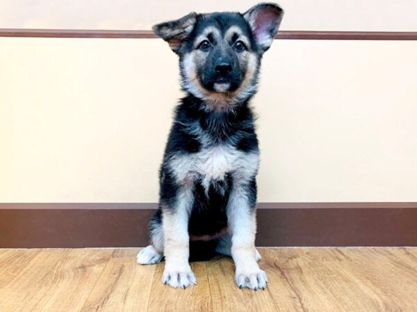 German Shepherd DOG Female Black & Tan 889 Petland Grove City