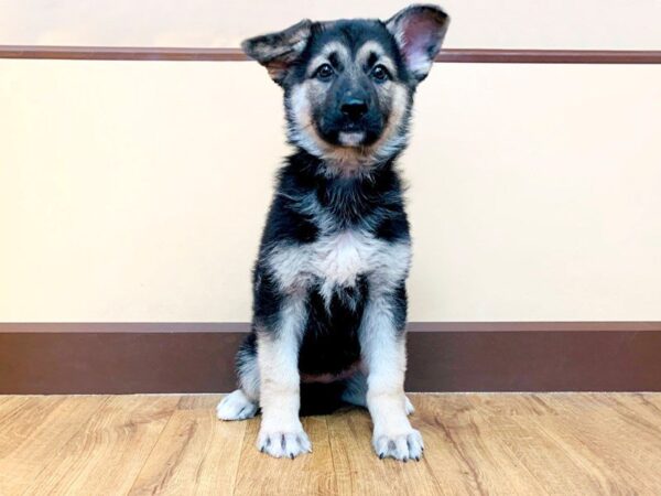 German Shepherd DOG Female Black & Tan 889 Petland Grove City & Columbus, Ohio