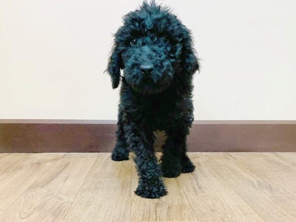 F2 STANDARD GOLDENDOODLE-DOG-Female-Black-888-Petland Grove City & Columbus, Ohio