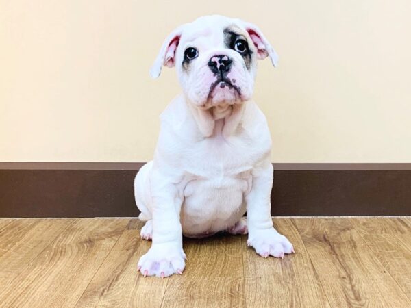 Bulldog DOG Male White / Fawn 891 Petland Grove City & Columbus, Ohio