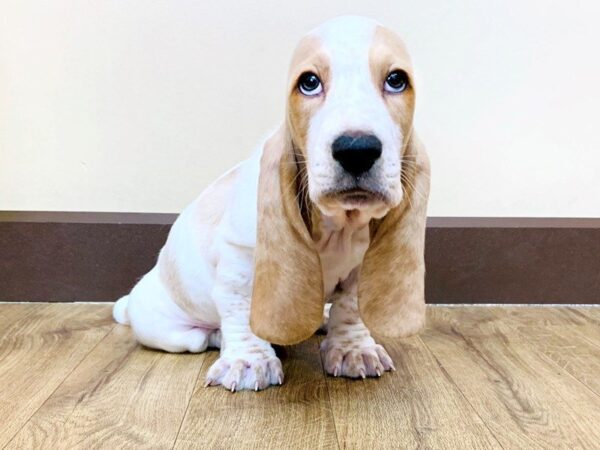 Basset Hound DOG Male Lemon / White 886 Petland Grove City & Columbus, Ohio