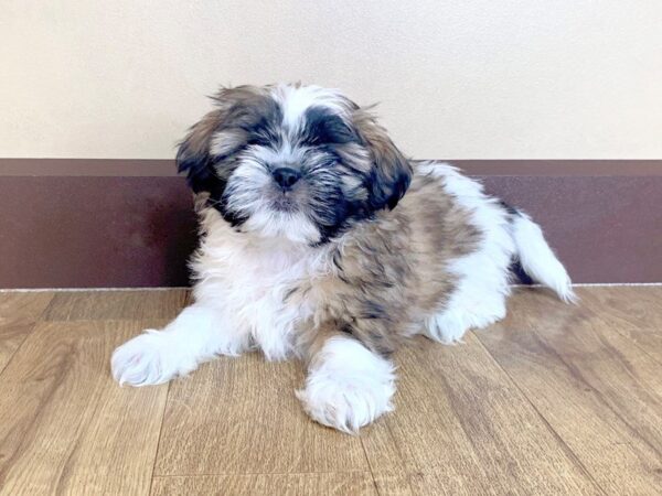 Shih Tzu-DOG-Male-brown white-895-Petland Grove City & Columbus, Ohio