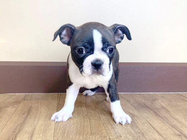 Boston Terrier DOG Female BLK WHITE 894 Petland Grove City & Columbus, Ohio