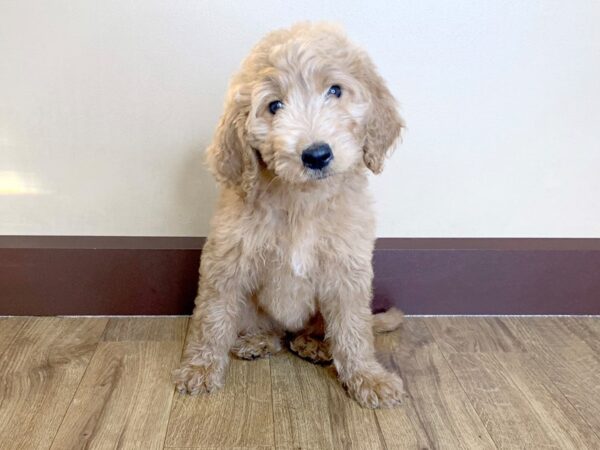 Goldendoodle DOG Female Golden 893 Petland Grove City & Columbus, Ohio