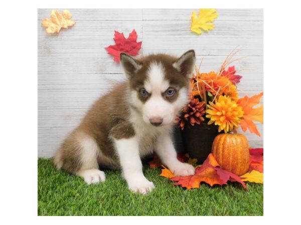 Siberian Husky DOG Male Red / White 899 Petland Grove City & Columbus, Ohio