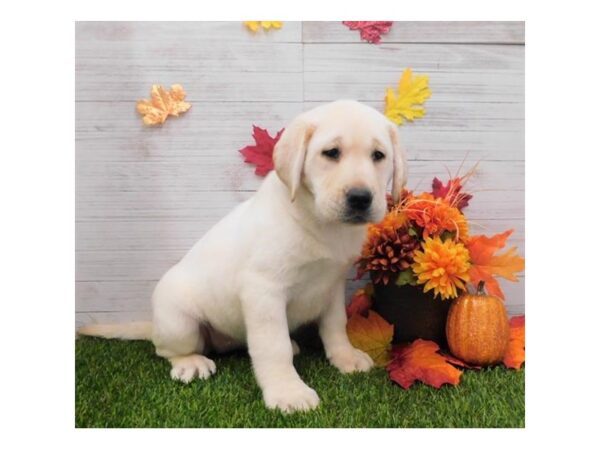 Labrador Retriever-DOG-Female-Yellow-900-Petland Grove City & Columbus, Ohio