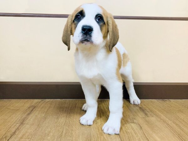 Saint Bernard DOG Female Brown / White 898 Petland Grove City & Columbus, Ohio