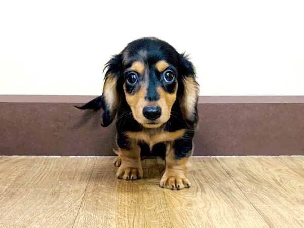 Dachshund DOG Male Black / Tan 897 Petland Grove City & Columbus, Ohio