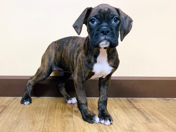 Boxer-DOG-Male-Brindle-896-Petland Grove City & Columbus, Ohio