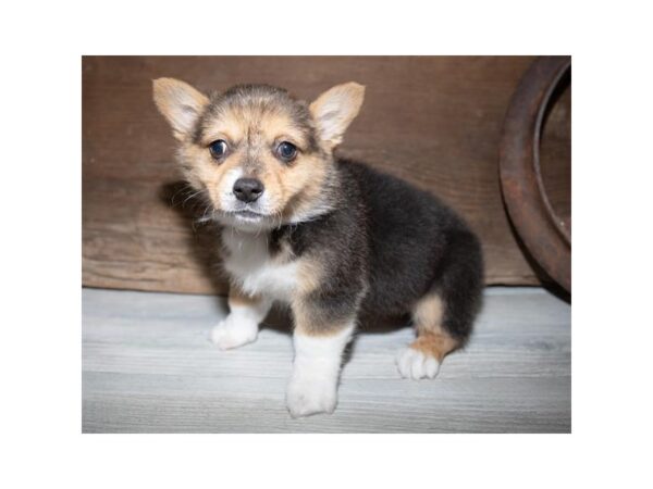 Pembroke Welsh Corgi DOG Female Black White / Tan 901 Petland Grove City & Columbus, Ohio