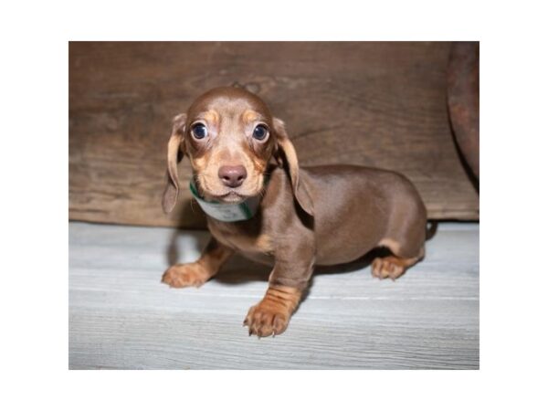 Dachshund-DOG-Female-Chocolate / Tan-902-Petland Grove City & Columbus, Ohio